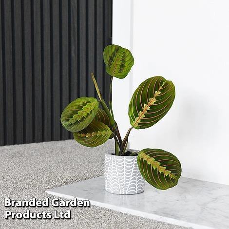 Maranta Leuconeura 'Fascinator' 5 Maranta Leuconeura 'Fascinator' - Image 3