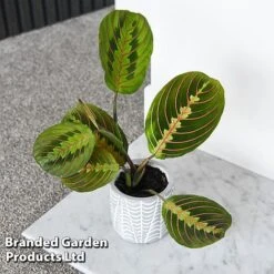 Garden Plants Shop -Garden Plants Shop MARA FASCINATO T438251