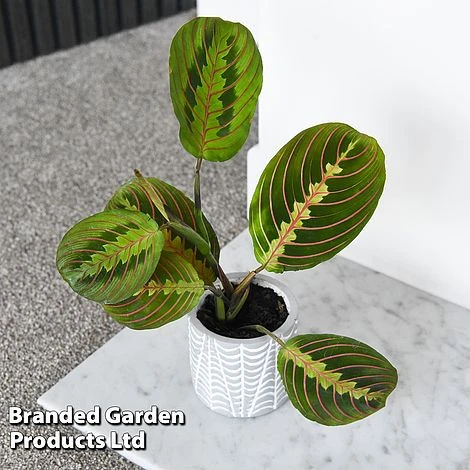 Maranta Leuconeura 'Fascinator' 4 Maranta Leuconeura 'Fascinator' - Image 2