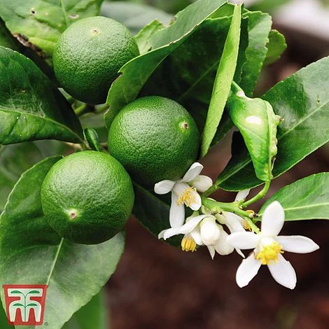 The Marmalade Collection - Gift 5 The Marmalade Collection - Gift - Image 3