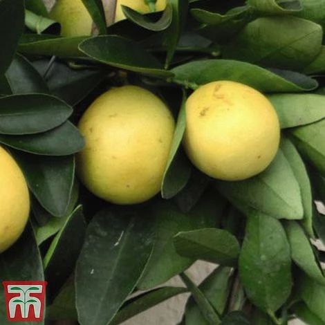 The Marmalade Collection - Gift 6 The Marmalade Collection - Gift - Image 4