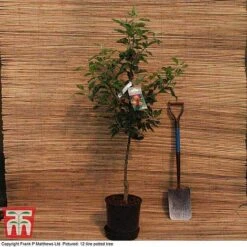 Apple 'Christmas Pippin' -Garden Plants Shop MATT APPLE DEL G18