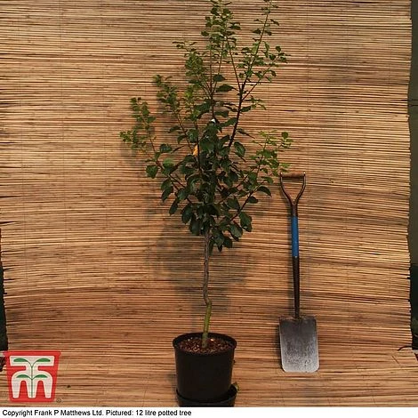 Plum 'Rivers's Early Prolific' 4 Plum 'Rivers's Early Prolific' - Image 2