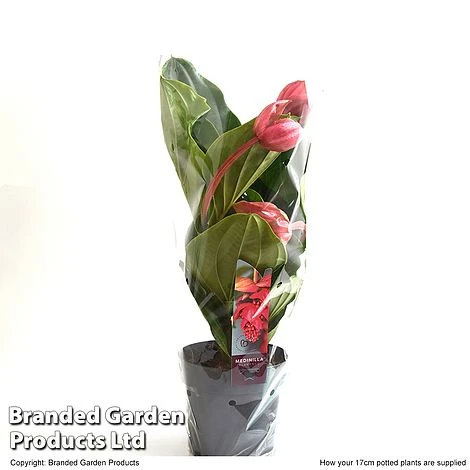 Medinilla Magnifica 'Flamenco' 7 Medinilla Magnifica 'Flamenco' - Image 5