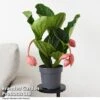 Medinilla Magnifica 'Flamenco' -Garden Plants Shop MEDI FLAMENCO T49631