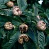 Medlar 'Nottingham' -Garden Plants Shop MEDL CWW3404 A h