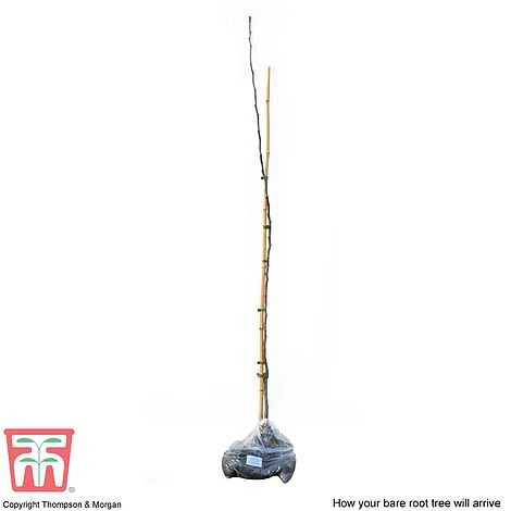 Medlar 'Nottingham' 5 Medlar 'Nottingham' - Image 3