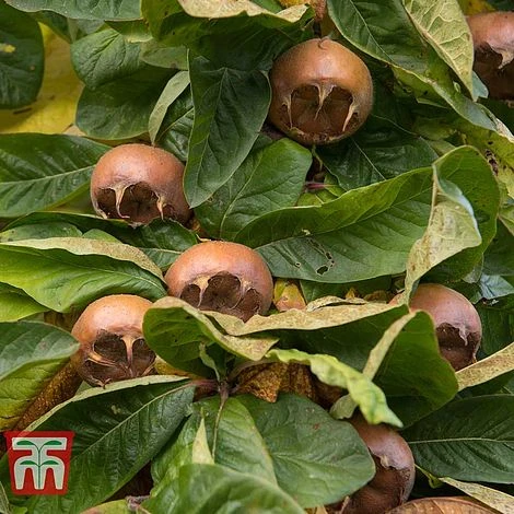 Medlar 'Nottingham' 4 Medlar 'Nottingham' - Image 2