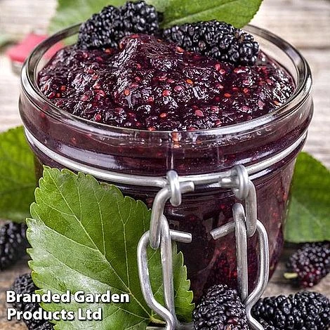 Mulberry 'Charlton House' 2 Mulberry 'Charlton House'