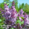 Syringa 'Michael Buckner' -Garden Plants Shop MICHAELBUCKNER KC5282 A