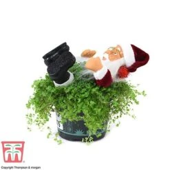 'Mind Your Own Business' Santa - Gift -Garden Plants Shop MIND WGKB7085 D