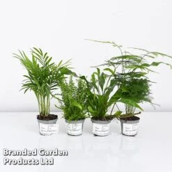 Green Houseplant Starter Mix -Garden Plants Shop MIXD GREENSTAR KF0875 A