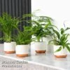Green Houseplant Starter Mix -Garden Plants Shop MIXD GREENSTAR KF0875 B