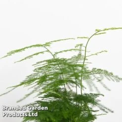 Green Houseplant Starter Mix -Garden Plants Shop MIXD GREENSTAR KF0875 D