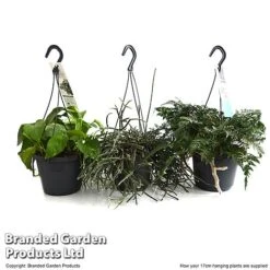 House Plants Hanging Mixed -Garden Plants Shop MIXD HOUSE17CM T48975