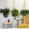 House Plants Hanging Mixed -Garden Plants Shop MIXD HOUSEPLAN T49026