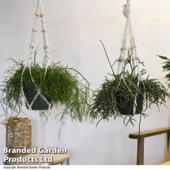 House Plants Hanging Mixed -Garden Plants Shop MIXD HOUSEPLAN T49027