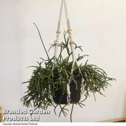 House Plants Hanging Mixed -Garden Plants Shop MIXD HOUSEPLAN T49033
