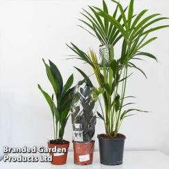 Almost Unkillable Houseplant Mixed Pot Collection -Garden Plants Shop MIXD UNKILLMXDP T43995