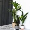 Almost Unkillable Houseplant Mixed Pot Collection -Garden Plants Shop MIXD UNKILLMXDP T439961