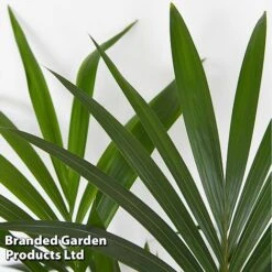 Almost Unkillable Houseplant Mixed Pot Collection -Garden Plants Shop MIXD UNKILLMXDP T439991