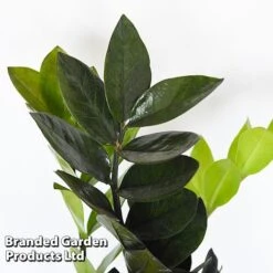 Almost Unkillable Houseplant Mixed Pot Collection -Garden Plants Shop MIXD UNKILLMXDP T440001