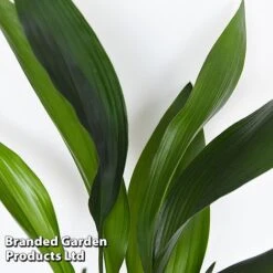 Almost Unkillable Houseplant Mixed Pot Collection -Garden Plants Shop MIXD UNKILLMXDP T44002