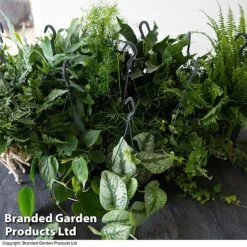 House Plants Hanging Mixed -Garden Plants Shop MIXD VARENS T36572 1