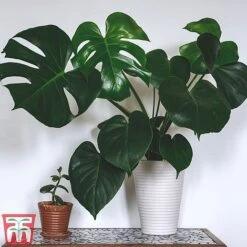 Monstera Deliciosa 15 Monstera Deliciosa -Garden Plants Shop MONS TKA2925 A