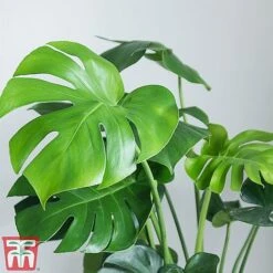 Monstera Deliciosa 14 Monstera Deliciosa -Garden Plants Shop MONS TKA2925 B