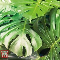 Monstera Deliciosa 20 Monstera Deliciosa -Garden Plants Shop MONS TKA2925 C