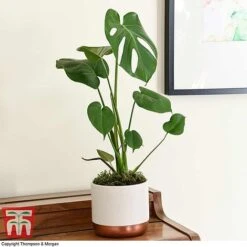 Monstera Deliciosa 22 Monstera Deliciosa -Garden Plants Shop MONS TKA2925 D