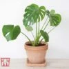 Monstera Deliciosa -Garden Plants Shop MONS TKA2925 E