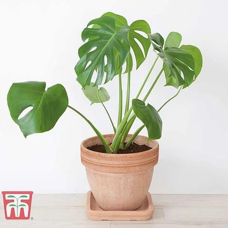 Monstera Deliciosa 3 Monstera Deliciosa