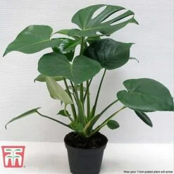 Monstera Deliciosa 21 Monstera Deliciosa -Garden Plants Shop MONS TKA2925 F
