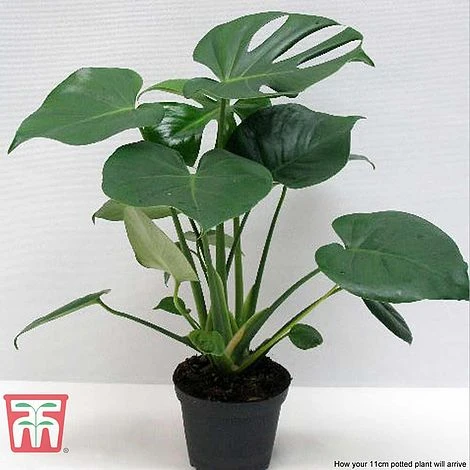 Monstera Deliciosa 11 Monstera Deliciosa - Image 9