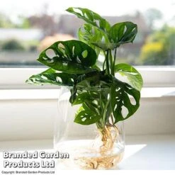 Monstera Adansonii In Kingston Vase -Garden Plants Shop MONS ADANSONII T39648