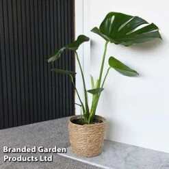 Monstera Deliciosa 17 Monstera Deliciosa -Garden Plants Shop MONS DELICIOSA T43810
