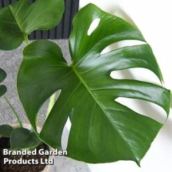 Monstera Deliciosa 18 Monstera Deliciosa -Garden Plants Shop MONS DELICIOSA T43812