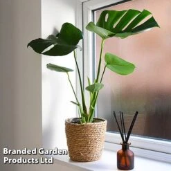Monstera Deliciosa 19 Monstera Deliciosa -Garden Plants Shop MONS DELICIOSA T43814