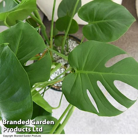 Monstera Deliciosa In Hydro Pot 5 Monstera Deliciosa In Hydro Pot - Image 3