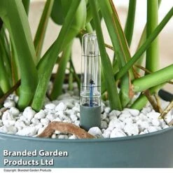 Monstera Deliciosa In Hydro Pot 11 Monstera Deliciosa In Hydro Pot -Garden Plants Shop MONS DELICIOSA T50615