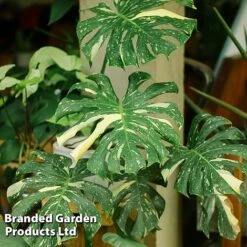 Monstera Deliciosa 'Thai Constellation' -Garden Plants Shop MONS THAICOLLE W48799