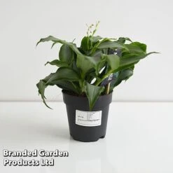 Murdannia Loriformis 'Bright Star' -Garden Plants Shop MURD BRIGH12CM T44583