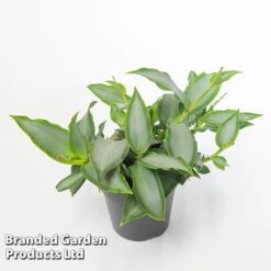 Murdannia Loriformis 'Bright Star' -Garden Plants Shop MURD BRIGH12CM WKF1173