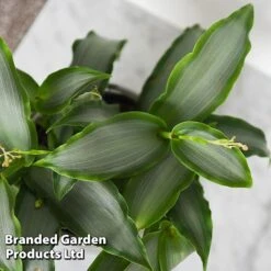 Murdannia Loriformis 'Bright Star' -Garden Plants Shop MURD BRIGHTSTA T44586