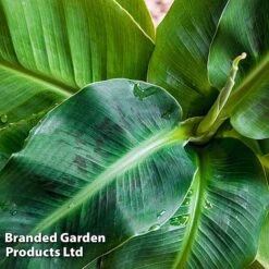 Musa Acuminata 'Dwarf Cavendish' -Garden Plants Shop MUSA DWFCAVEND W46829