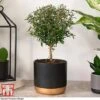 Myrtus Communis On Stem 1 Myrtus Communis On Stem -Garden Plants Shop MYRT KB3776 A
