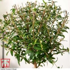 Myrtus Communis On Stem -Garden Plants Shop MYRT KB3776 C