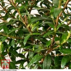 Myrtus Communis On Stem -Garden Plants Shop MYRT KB3776 D